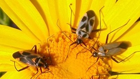 Girotondo sul fiore: Calocoris (Macrocalocoris) nemoralis